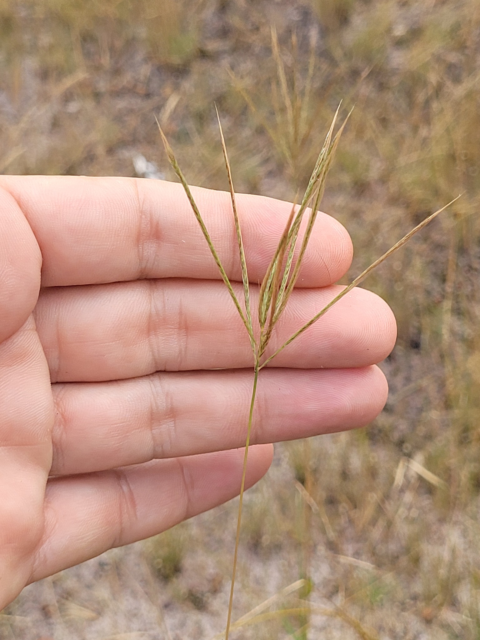 Gymnopogon foliosus