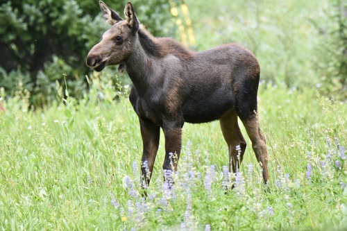 Shiras Moose photographed in Utah