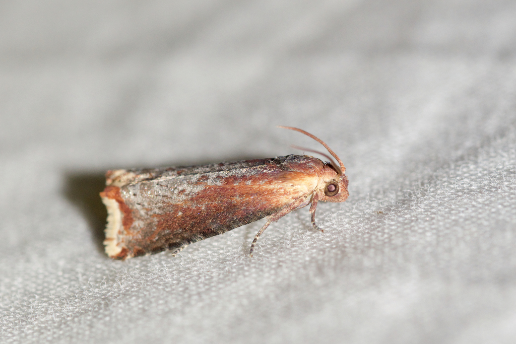 Inimical Borer Moth