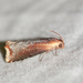 Pseudogalleria inimicella - Photo 由 Owen Strickland 所上傳的 (c) Owen Strickland，保留部份權利CC BY