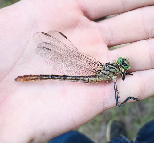 Southeastern Spinyleg photo 3