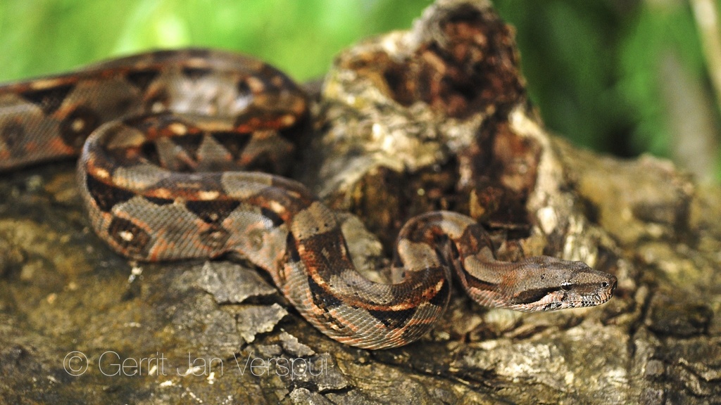 Mazacuata (Anfibios y Reptiles del Estado de Yucatán) · iNaturalist Mexico