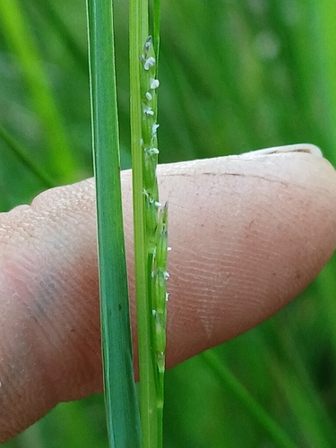 Image of Glyceria leptostachya by no rights reserved