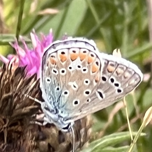 Common blue