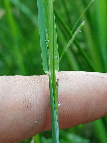Image of Glyceria leptostachya by no rights reserved