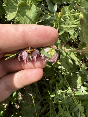 Mountain Lady Beetle photo 2