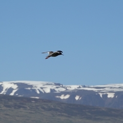 Tringa totanus robusta