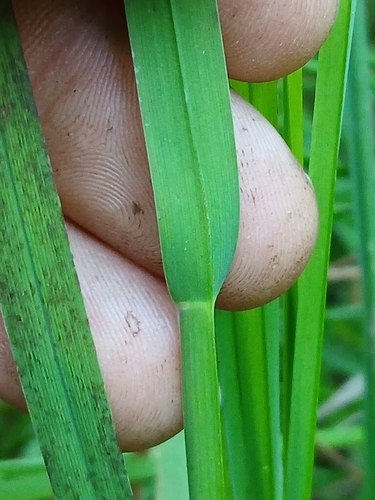 Image of Glyceria leptostachya by no rights reserved