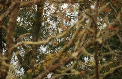 Micrastur semitorquatus