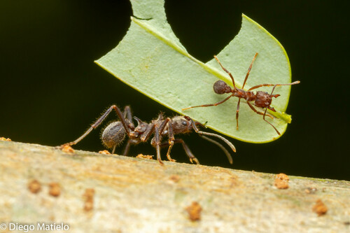 Acromyrmex disciger (Mayr, 1887)
