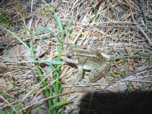 Miranda's White-lipped Frog