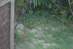 New Ireland Monitor photo 2
