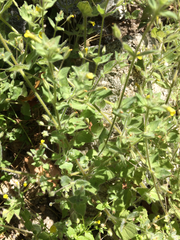 Erythranthe floribunda