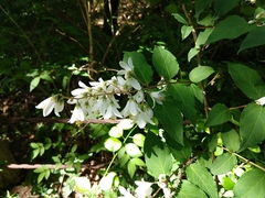 Deutzia