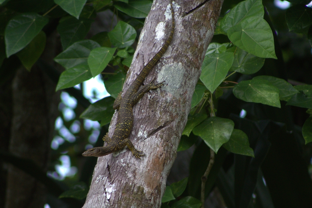 New Ireland Monitor