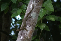 New Ireland Monitor photo 1