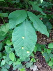 Pachypsyllinae
