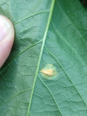 Pachypsyllinae