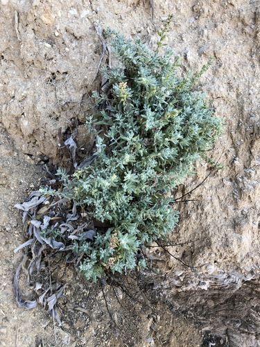 Image of Extriplex californica by (c) Kyle Elshoff, some rights reserved (CC BY)