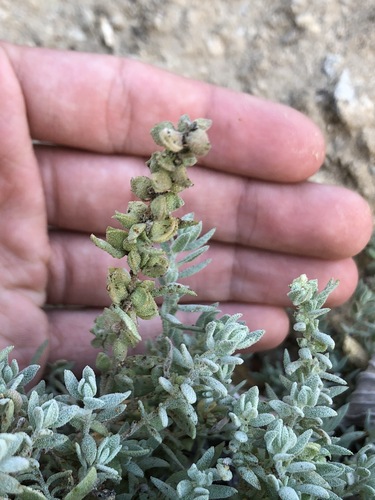 Image of Extriplex californica by (c) Kyle Elshoff, some rights reserved (CC BY)