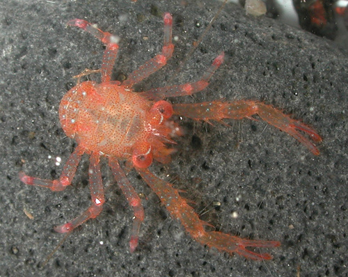 Galathea spinosorostris observed 2004-10-15