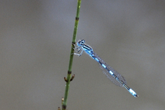 Coenagrion scitulum