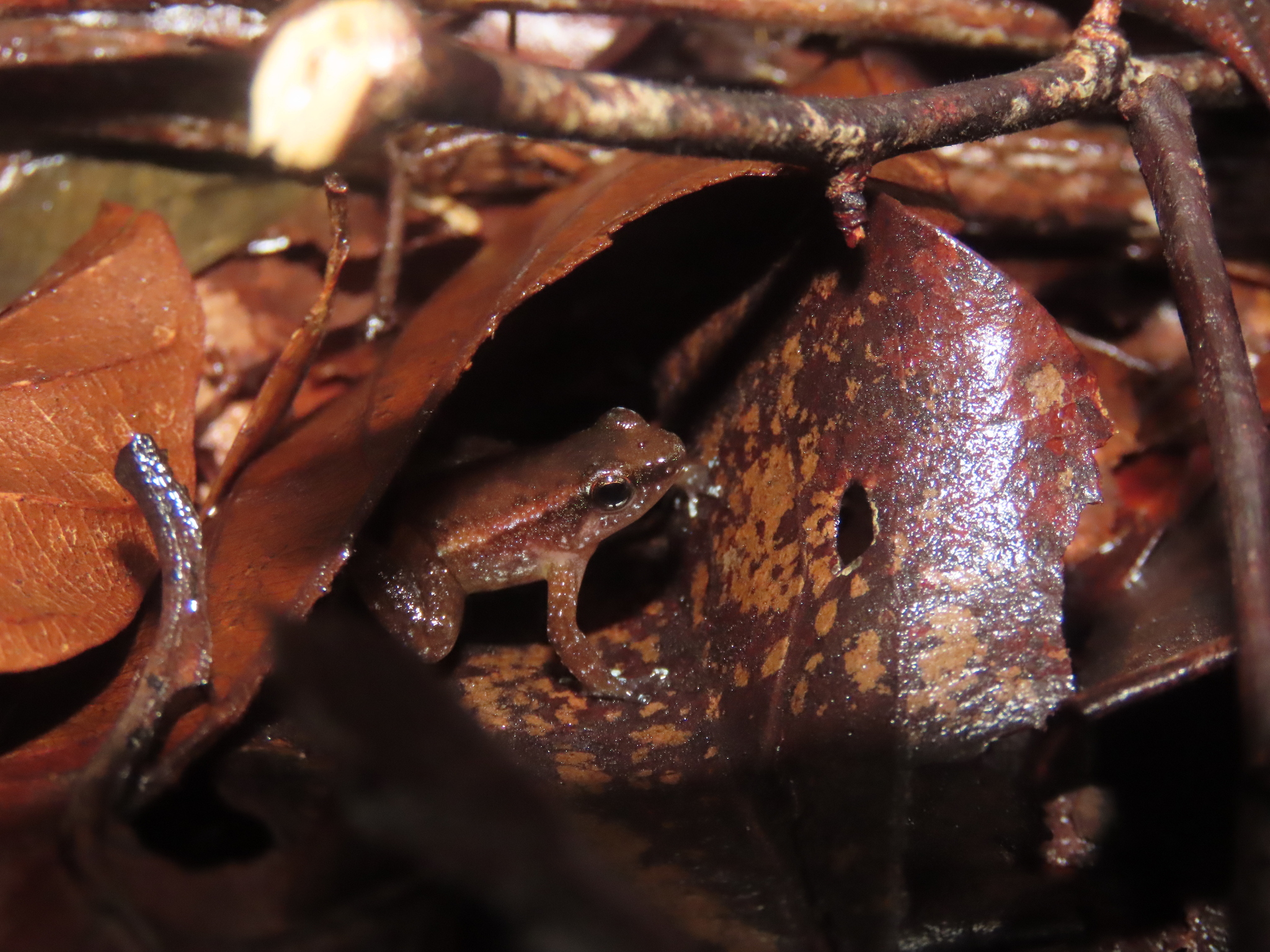 Anomaloglossus baeobatrachus (Boistel & Massary, 1999)
