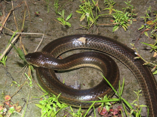Equatorial Keelback