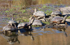 Mauremys leprosa leprosa
