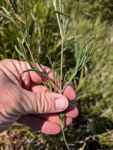 Image of Mirabilis linearis by (c) Jeff D Hansen, some rights reserved (CC BY)