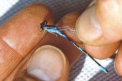 Coenagrion scitulum