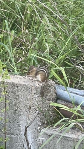 Eastern Chipmunk photographed in Iowa