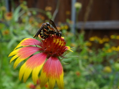 Dianthidium curvatum