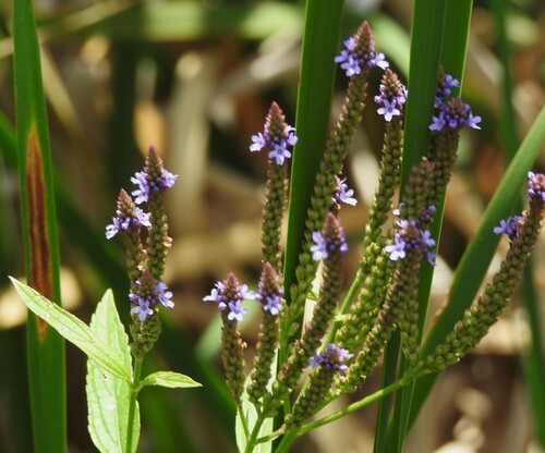 blue vervain
