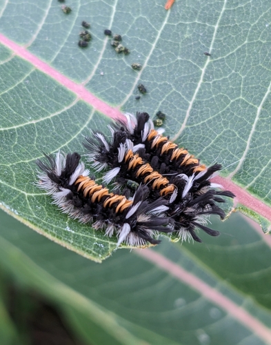 Milkweed Tussock Moth photo 4