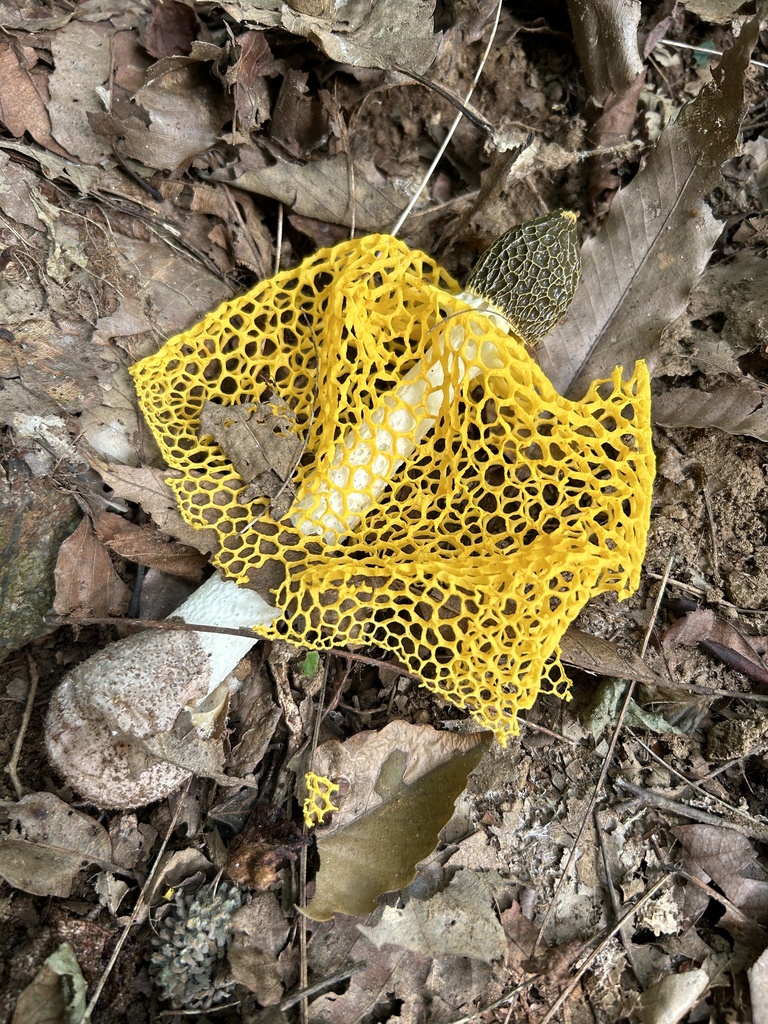 Phallus luteus · August 2024 · photo: © bsmouse (iNaturalist, cc0)