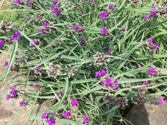 Tradescantia