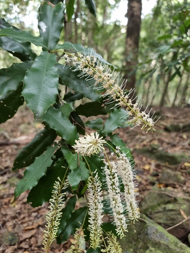 Foto de Macadâmia