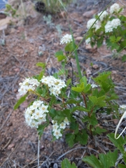 Physocarpus monogynus