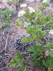 Physocarpus monogynus