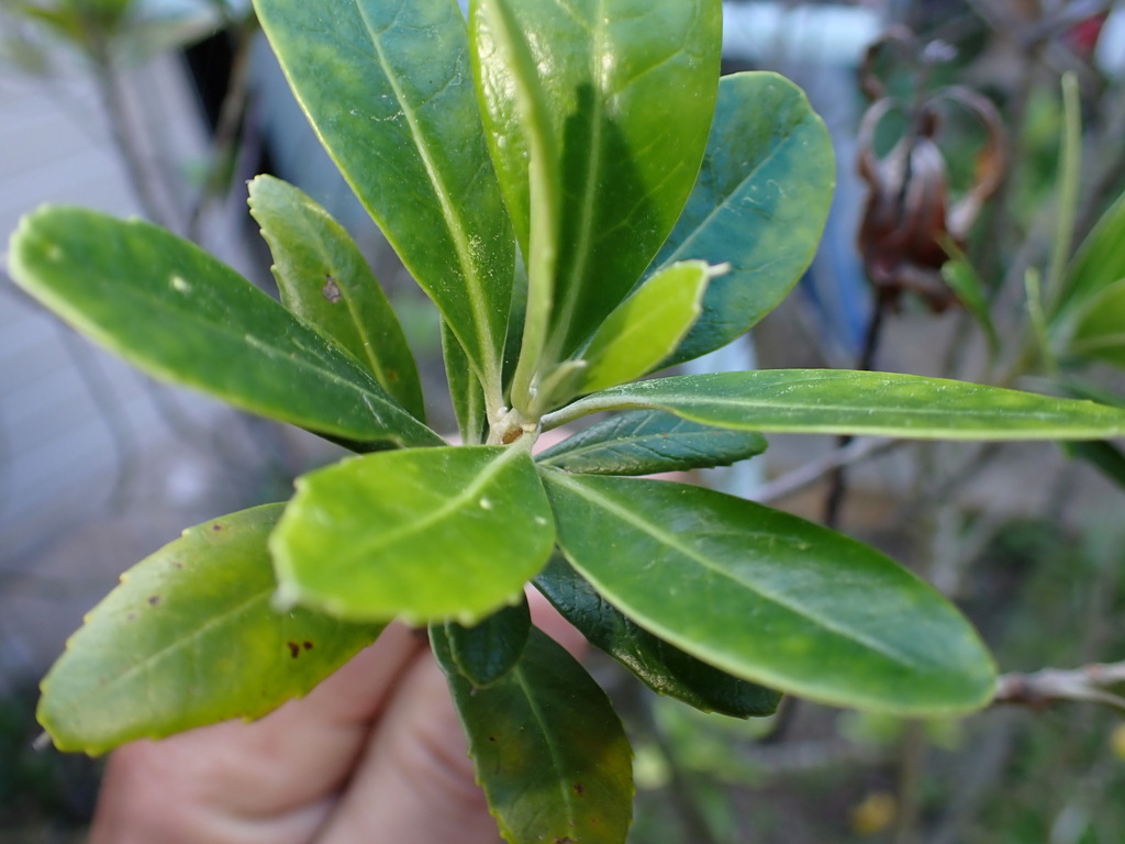 Corokia carpodetoides