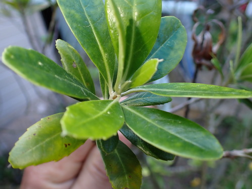Corokia carpodetoides