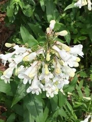 Penstemon digitalis