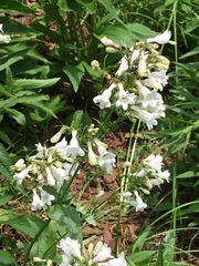Penstemon digitalis