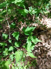 Neillia incisa