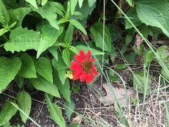 Asteraceae
