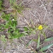 photo of Slender Yellow Woodsorrel (Oxalis dillenii)