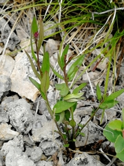 Polygala sibirica