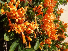 Pyrostegia