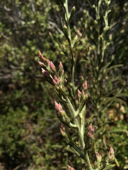 Pseudognaphalium ramosissimum